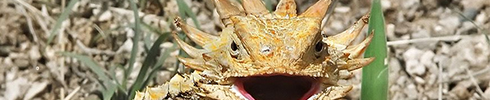 A horned lizard with an open mouth.